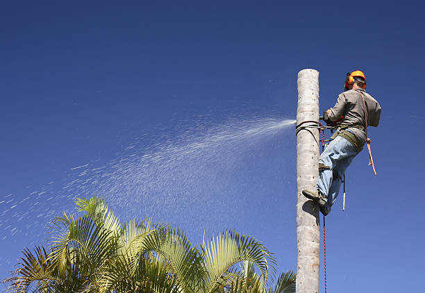 Reliable Doral, FL Tree Removal Services Solutions