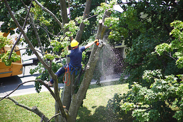 How Our Tree Care Process Works  in  Doral, FL